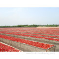 Pure chopped tomato pasta/sauce/ small plant